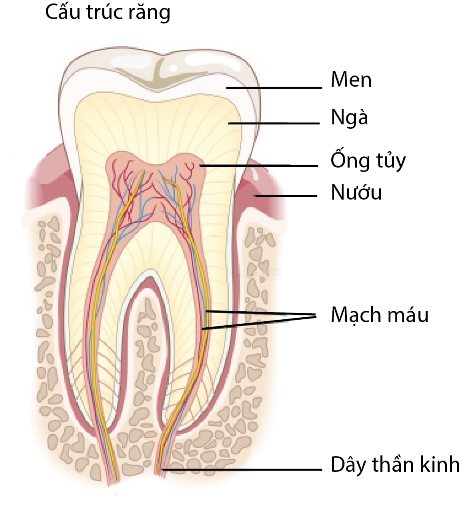 Hình ảnh giới thiệu về cấu trúc răng